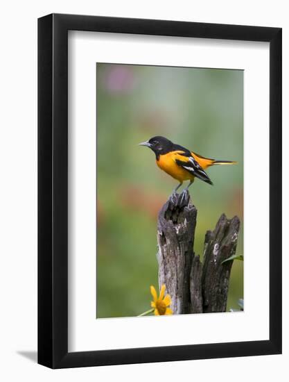 Baltimore Oriole on Wooden Fence in a Garden, Marion, Illinois, Usa-Richard ans Susan Day-Framed Photographic Print