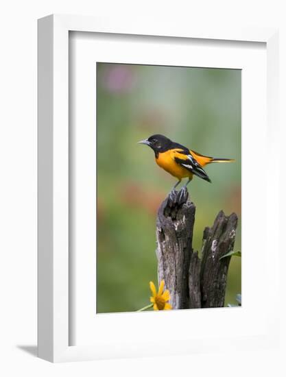 Baltimore Oriole on Wooden Fence in a Garden, Marion, Illinois, Usa-Richard ans Susan Day-Framed Photographic Print