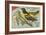 Baltimore Oriole Pageant-null-Framed Art Print