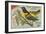 Baltimore Oriole Pageant-null-Framed Art Print