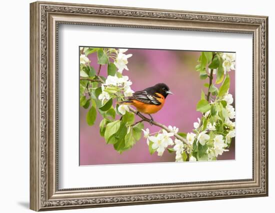 Baltimore oriole perched in pear blossom, New York, USA-Marie Read-Framed Photographic Print