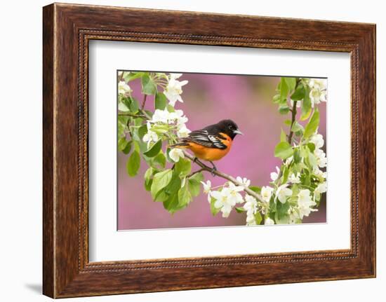 Baltimore oriole perched in pear blossom, New York, USA-Marie Read-Framed Photographic Print