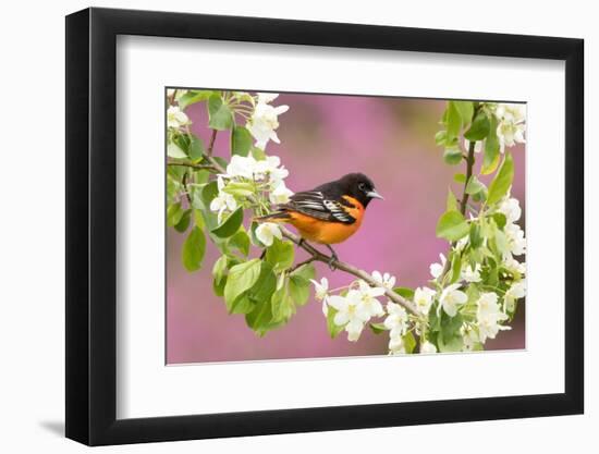 Baltimore oriole perched in pear blossom, New York, USA-Marie Read-Framed Photographic Print