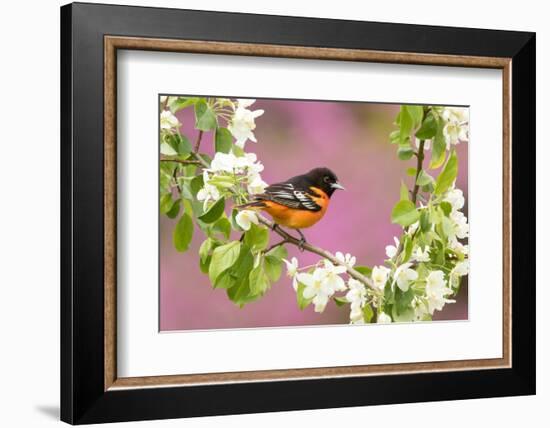 Baltimore oriole perched in pear blossom, New York, USA-Marie Read-Framed Photographic Print