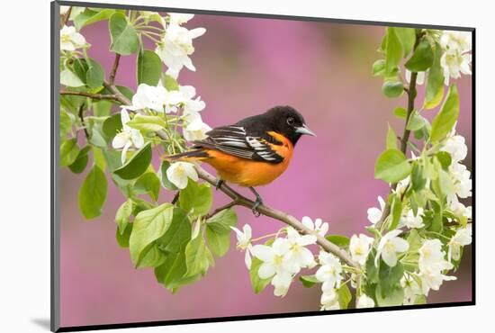 Baltimore oriole perched in pear blossom, New York, USA-Marie Read-Mounted Photographic Print