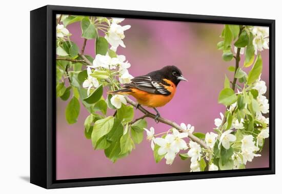 Baltimore oriole perched in pear blossom, New York, USA-Marie Read-Framed Premier Image Canvas