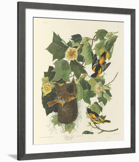 Baltimore Oriole-John James Audubon-Framed Premium Giclee Print