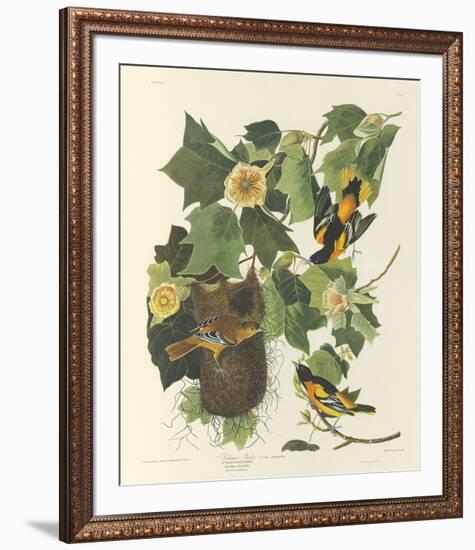 Baltimore Oriole-John James Audubon-Framed Premium Giclee Print