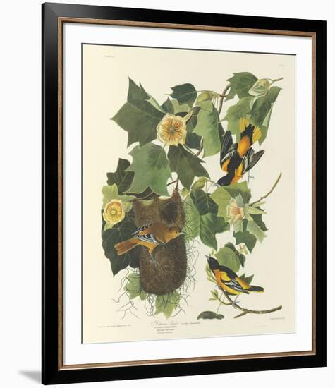 Baltimore Oriole-John James Audubon-Framed Premium Giclee Print