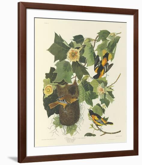 Baltimore Oriole-John James Audubon-Framed Premium Giclee Print