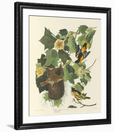 Baltimore Oriole-John James Audubon-Framed Premium Giclee Print
