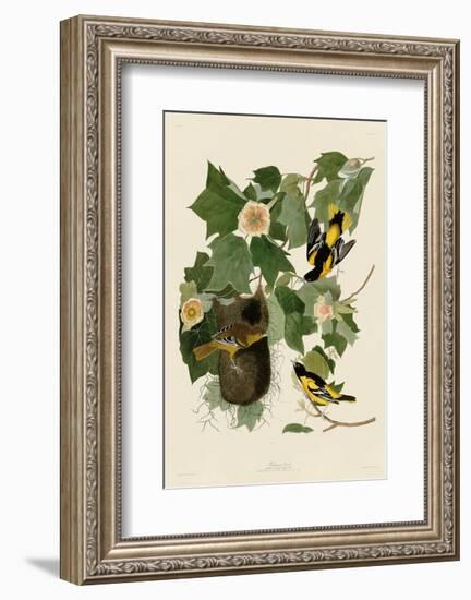 Baltimore Oriole-John James Audubon-Framed Art Print