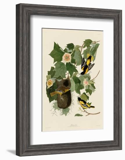 Baltimore Oriole-John James Audubon-Framed Art Print