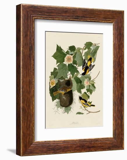 Baltimore Oriole-John James Audubon-Framed Art Print