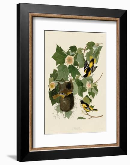 Baltimore Oriole-John James Audubon-Framed Art Print