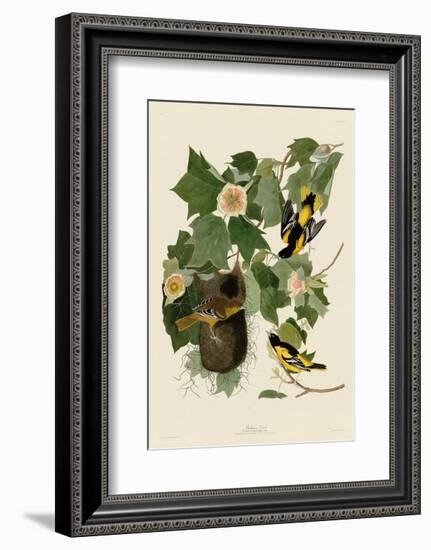 Baltimore Oriole-John James Audubon-Framed Art Print