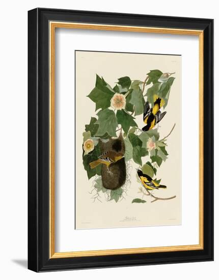 Baltimore Oriole-John James Audubon-Framed Art Print