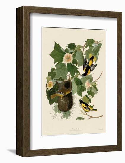 Baltimore Oriole-John James Audubon-Framed Art Print