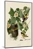 Baltimore Oriole-John James Audubon-Mounted Art Print