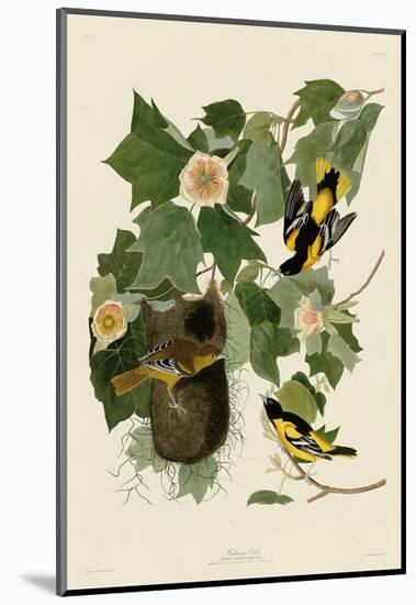 Baltimore Oriole-John James Audubon-Mounted Art Print