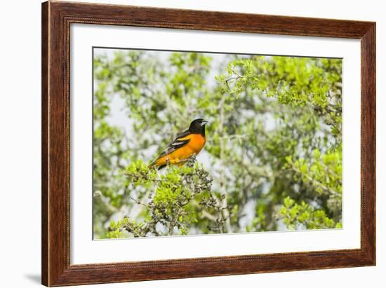 Baltimore Oriole-Gary Carter-Framed Photographic Print