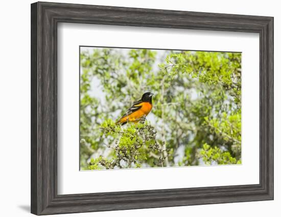 Baltimore Oriole-Gary Carter-Framed Photographic Print