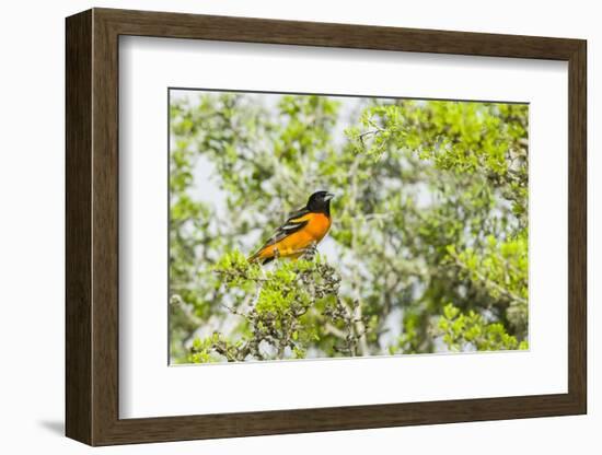 Baltimore Oriole-Gary Carter-Framed Photographic Print