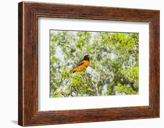 Baltimore Oriole-Gary Carter-Framed Photographic Print