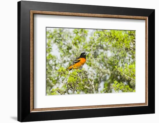 Baltimore Oriole-Gary Carter-Framed Photographic Print