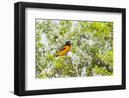 Baltimore Oriole-Gary Carter-Framed Photographic Print