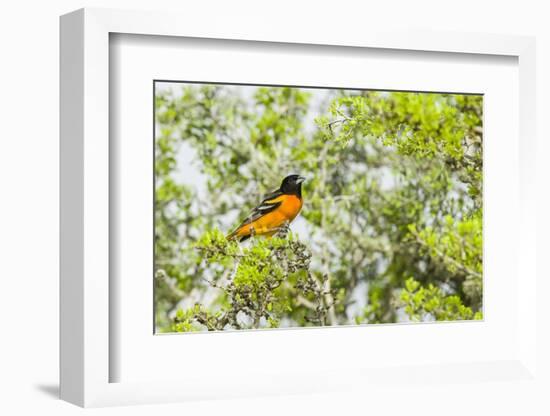 Baltimore Oriole-Gary Carter-Framed Photographic Print