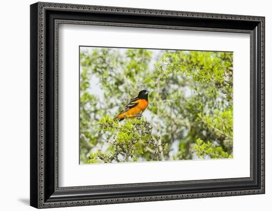 Baltimore Oriole-Gary Carter-Framed Photographic Print