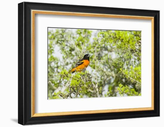 Baltimore Oriole-Gary Carter-Framed Photographic Print