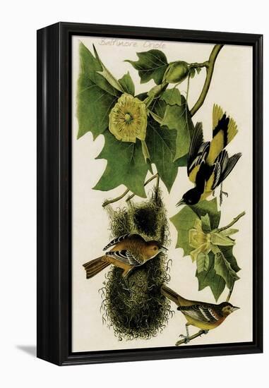 Baltimore Oriole-John James Audubon-Framed Stretched Canvas