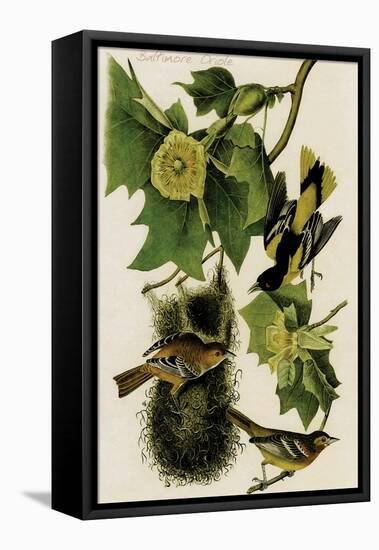 Baltimore Oriole-John James Audubon-Framed Stretched Canvas