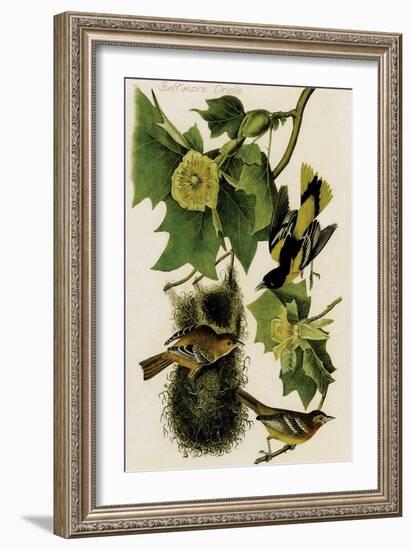 Baltimore Oriole-John James Audubon-Framed Art Print