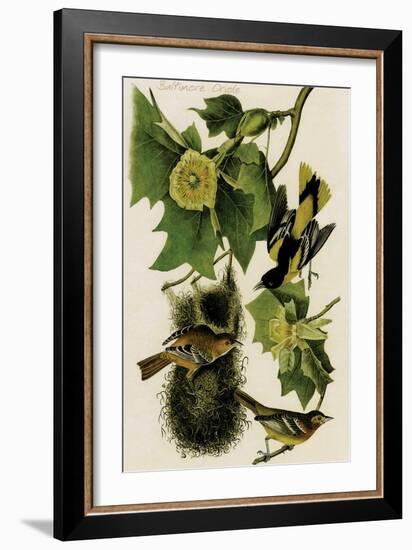 Baltimore Oriole-John James Audubon-Framed Art Print