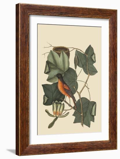 Baltimore Oriole-Mark Catesby-Framed Art Print