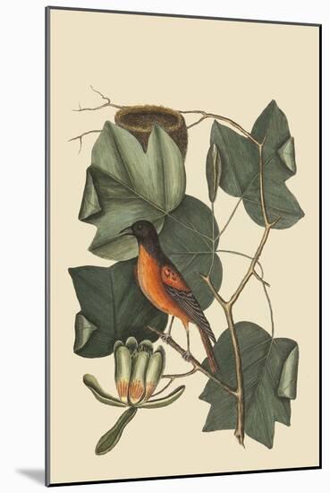 Baltimore Oriole-Mark Catesby-Mounted Art Print