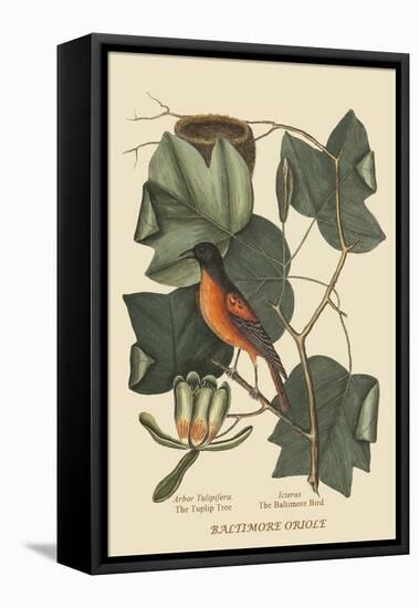 Baltimore Oriole-Mark Catesby-Framed Stretched Canvas