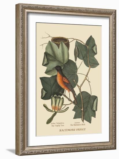 Baltimore Oriole-Mark Catesby-Framed Art Print