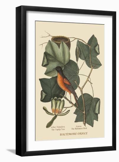 Baltimore Oriole-Mark Catesby-Framed Art Print