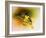 Baltimore Oriole-Spencer Williams-Framed Giclee Print