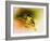 Baltimore Oriole-Spencer Williams-Framed Giclee Print