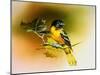 Baltimore Oriole-Spencer Williams-Mounted Giclee Print