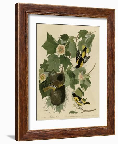 Baltimore Oriole-null-Framed Giclee Print