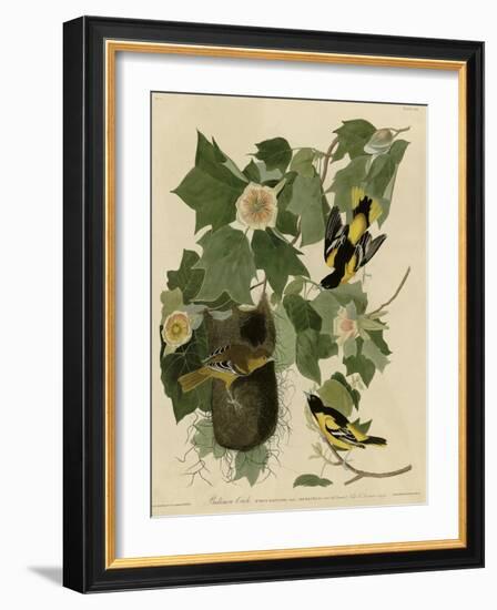 Baltimore Oriole-null-Framed Giclee Print