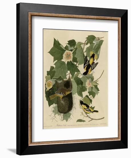 Baltimore Oriole-null-Framed Giclee Print