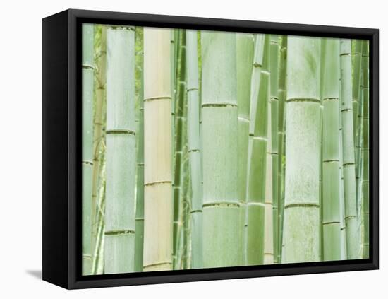 Bambloo Forest, Sagano, Arashiyama, Kyoto, Japan-Rob Tilley-Framed Premier Image Canvas