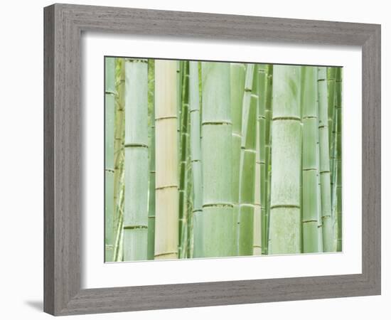 Bambloo Forest, Sagano, Arashiyama, Kyoto, Japan-Rob Tilley-Framed Photographic Print